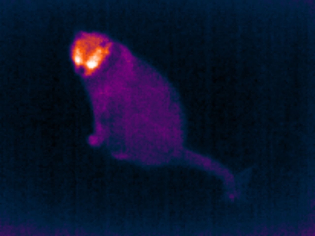 thermal image of a cat